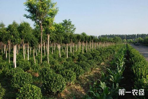 苗木种植成为推动乡村振兴的绿色产业"聚宝盆"