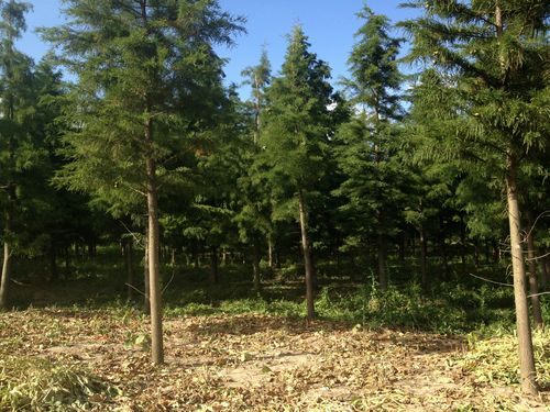 湿地造林 绿化苗木    本公司苗木品种齐全;主要产品有:香樟,无患子